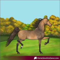 Horse Color:Buckskin 