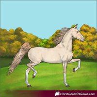 Horse Color:Red Dun Roan Splash Frame Rabicano 