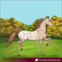 Horse Color:Red Dun Appaloosa and Red Dun Appaloosa Rabicano