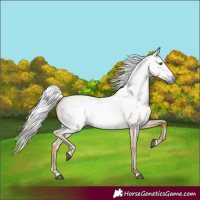 Horse Color:Gray Palomino Roan Dun Splash