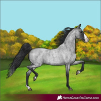Horse Color:Blue Roan Splash 