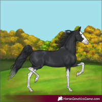 Horse Color:Black Splash 
