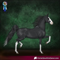 Horse Color:Black Splash 