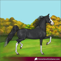 Horse Color:Black Splash