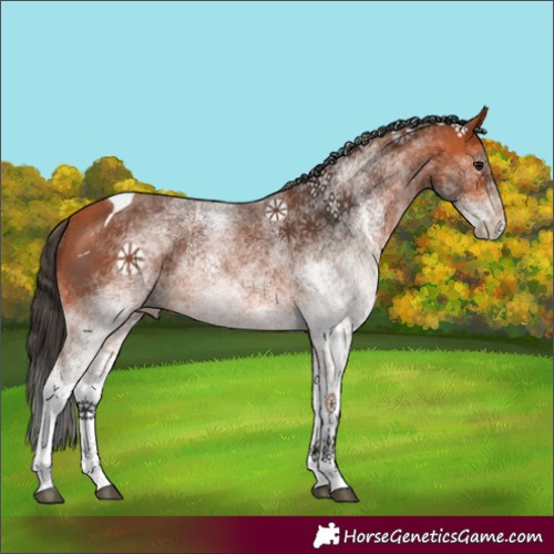 Horse Color:White Spotted Bay Tobiano 