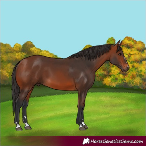 Horse Color:Bay 