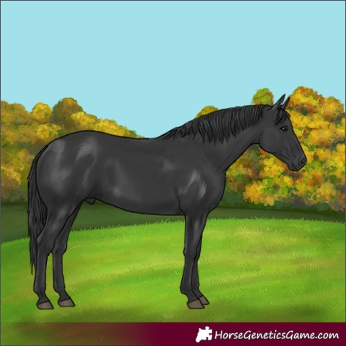 Horse Color:Black 