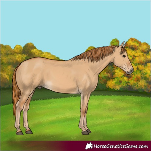 Horse Color:Red Dun 