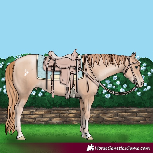 Horse Color:Gold Champagne Pearl Rabicano and Gold Champagne Pearl Rabicano