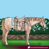 Horse Color:Gold Champagne Pearl Rabicano and Gold Champagne Pearl Rabicano