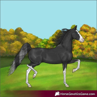 Horse Color:Black Splash
