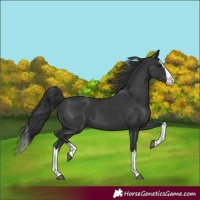 Horse Color:Black Splash 