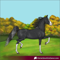 Horse Color:Black Splash