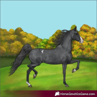 Horse Color:Black Splash Appaloosa 