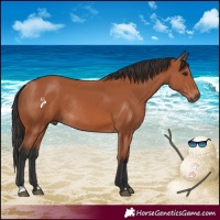 Horse Color:Bay Rabicano 