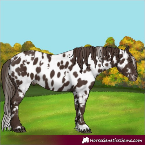 Horse Color:White Spotted Liver Chestnut Appaloosa 