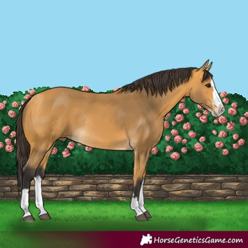 Horse Color:Buckskin Splash Rabicano 