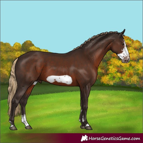 Horse Color:Liver Chestnut Sabino Frame 