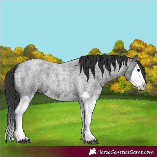 Horse Color:Blue Roan Splash
