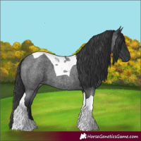 Horse Color:Blue Roan Tobiano 