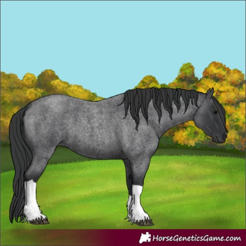 Horse Color:Blue Roan Tobiano 