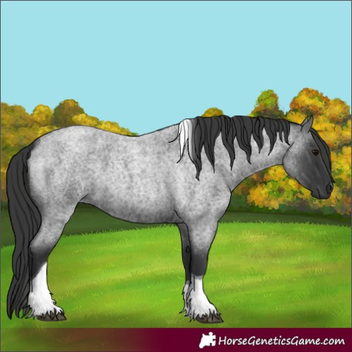 Horse Color:Blue Roan Tobiano 