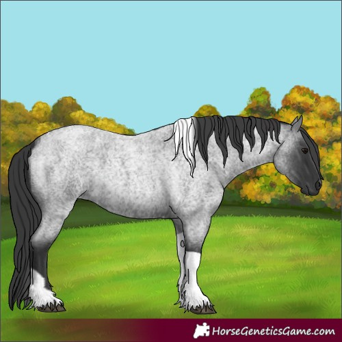 Horse Color:Blue Roan Tobiano