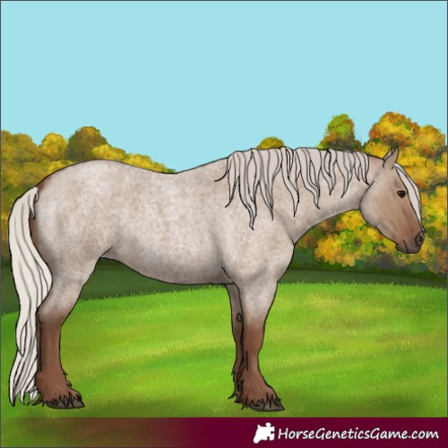 Horse Color:Silver Grullo Roan 