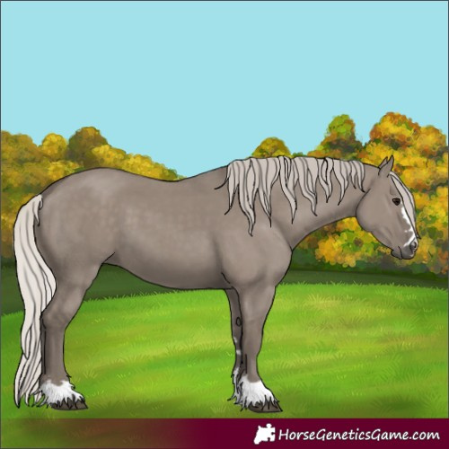 Horse Color:Silver Grullo