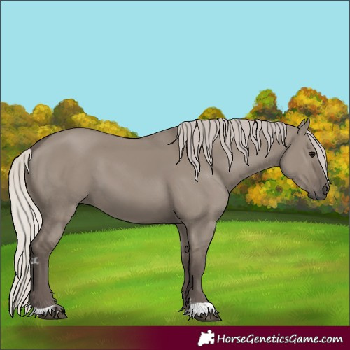 Horse Color:Silver Grullo 