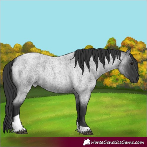 Horse Color:Blue Roan Tobiano 