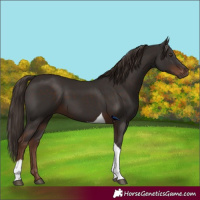 Horse Color:Liver Chestnut Tobiano