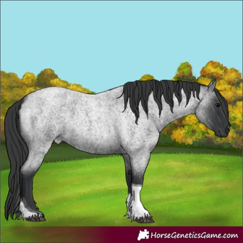 Horse Color:Blue Roan Tobiano