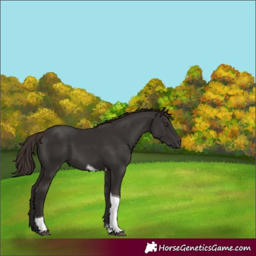 Horse Color:Liver Chestnut Tobiano 
