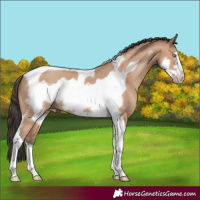 Horse Color:Amber Champagne Tobiano Frame 