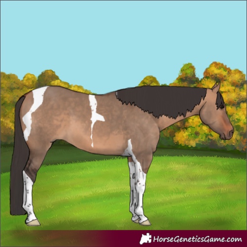 Horse Color:Bay Dun Tobiano