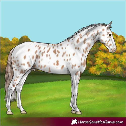 Horse Color:Red Dun Tobiano Appaloosa 