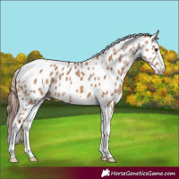 Horse Color:Red Dun Tobiano Appaloosa 
