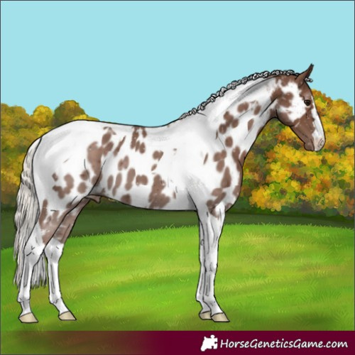 Horse Color:Silver Black Tobiano Appaloosa 