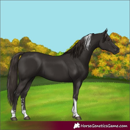Horse Color:Liver Chestnut Tobiano 