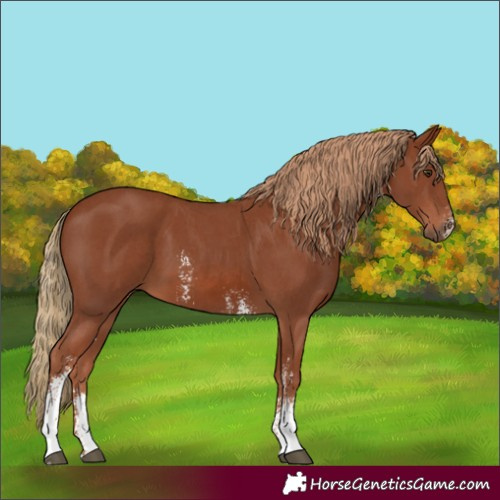 Horse Color:Chestnut Sabino 