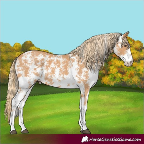 Horse Color:Chestnut Sabino 