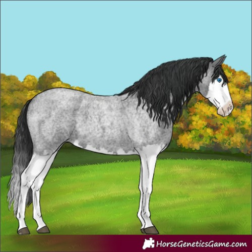 Horse Color:Blue Roan Splash 