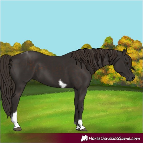 Horse Color:Liver Chestnut Tobiano 