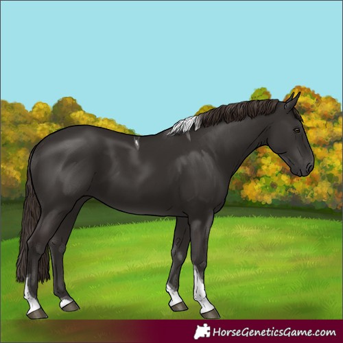 Horse Color:Liver Chestnut Tobiano 