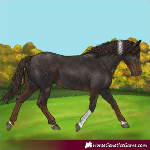 Horse Color:Liver Chestnut Tobiano 