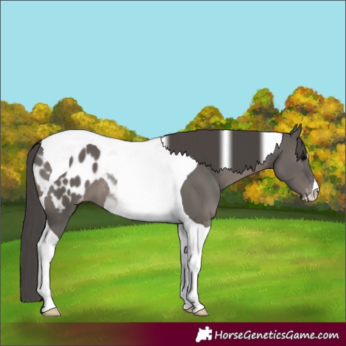 Horse Color:Grullo Tobiano Blanket