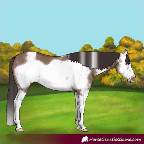 Horse Color:Liver Red Dun Sabino Splash Frame Varnish