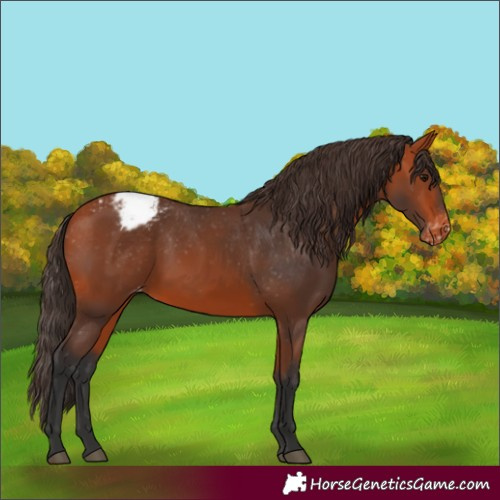 Horse Color:Bay Appaloosa 