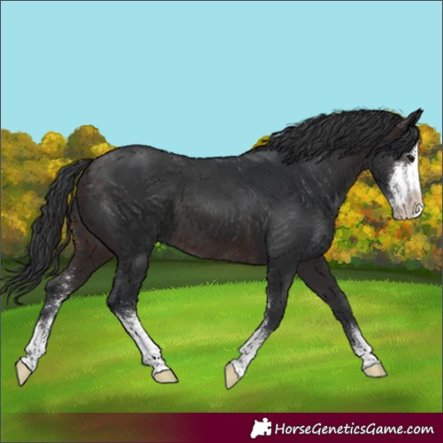 Horse Color:Brown Sabino